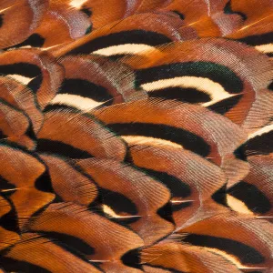 Close up of feathers of cock Pheasant (Phasianus colchicus)