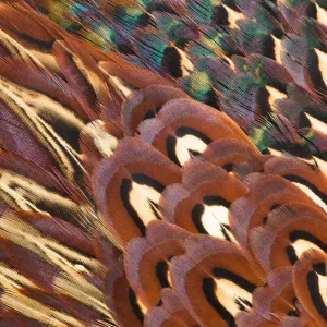 Close up of feathers of cock Pheasant (Phasianus colchicus) Close up of feathers of cock Pheasant (Phasianus colchicus)