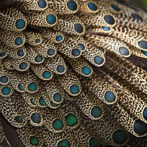 Close up of feathers of male Malayan peacock pheasant (Polyplectron malacense)