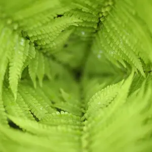 Close up of Ferns, Tangjiahe National Nature Reserve, Qingchuan County, Sichuan province Close up of Ferns, Tangjiahe National Nature Reserve, Qingchuan County, Sichuan province