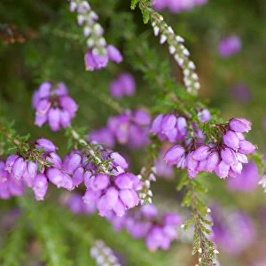 Close up of flowering Coomon heath / Ling (Calluna vulgaris) and pink Bell Heather (Erica cinerea)
