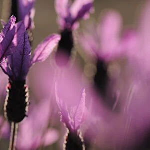 Close up of French / Spanish lavender (Lavandula stoechas) Monfrague National Park