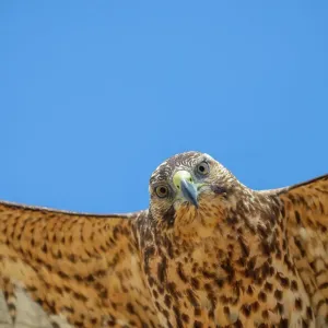 Close up of Galapagos hawk (Buteo galapagoensis) in immature plumage, flying, Alcedo Volcano, Isabela Island, Galapagos Islands, Ecuador Close up of Galapagos hawk (Buteo galapagoensis) in immature plumage, flying, Alcedo Volcano, Isabela Island, Galapagos Islands, Ecuador