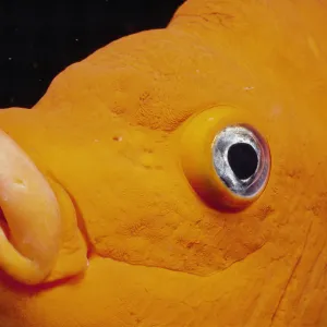 Close up of Garibaldi fish face {Hypsypops rubicunda}, Channel Islands, California, USA