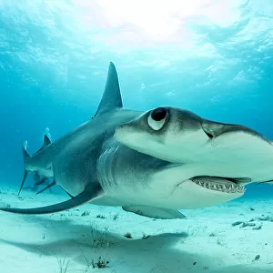 Close up if a Great hammerhead shark (Sphyrna mokarran) swimming over sandy seabed
