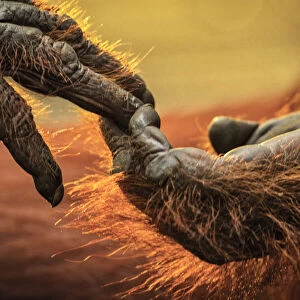 Close up of hands of a Bornean Orangutan (Pongo pygmaeus), Tanjung Puting National Park, Borneo