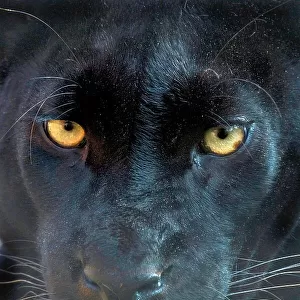 Close up head portrait of melanistic / black Leopard (Panthera pardus) Captive