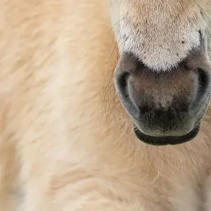 Close up of Konik wild horse (Equus ferus caballus) snout, Meinerswijk nature reserve, near Arnhem, the Netherlands. May Close up of Konik wild horse (Equus ferus caballus) snout, Meinerswijk nature reserve, near Arnhem, the Netherlands. May