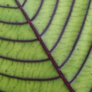 Montane Rainforest Leaf Print (Green)