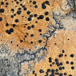Close up of lichen on rock, Assynt Uplands, Scotland, UK, January