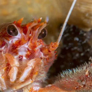 Close up of a Long clawed squat lobster (Munida rugosa) in Loch Carron, January 2016