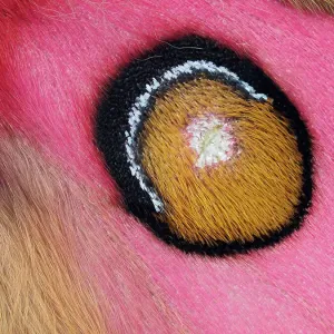 Cierre de enfoque de los ojos del gusano de seda malgache (Antherina suraka) mostrando escamas parecidas a cabello. Enfoque pilastrado. Captivo. Cierre de enfoque de los ojos del gusano de seda malgache (Antherina suraka) mostrando escamas parecidas a cabello. Enfoque pilastrado. Captivo.