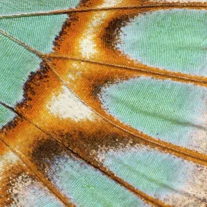 Close up of Malachite butterfly (Siproeta stelenes) wing detail. Captive Close up of Malachite butterfly (Siproeta stelenes) wing detail. Captive