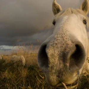 Close up of nostrils of White horse of the Camargue on wetlands, Camargue, France