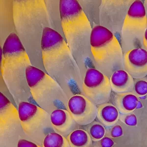 Close up of pattern of the cerata of a nudibranch (Janolus savinkini)