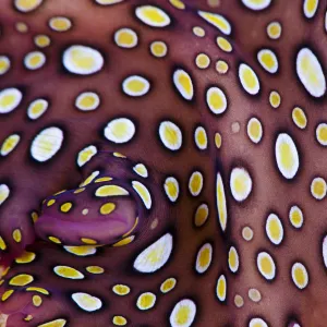 Close up of the pattern on the Hawaiian spotted flatworm (Pseudobiceros) endemic to Hawaii