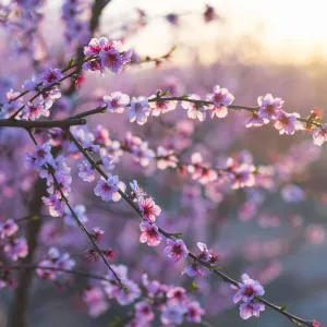 Close up of Peach tree (Prunus persica) blossom, Fruiturisme Tourism Experience, Lleida