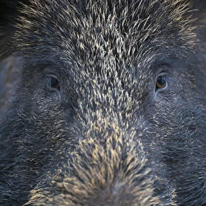 Close up portrait of female Wild boar (Sus scrofa) Alladale, Scotland, July 2009 WWE BOOK