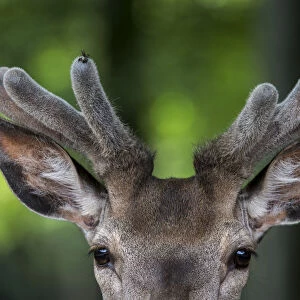 Close up of Red deer stag (Cervus elaphus) with antlers covered in velvet in spring
