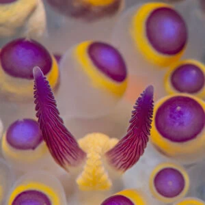 Close up detail of the rhinophores and caruncle of a Nudibranch (Janolus savinkini)