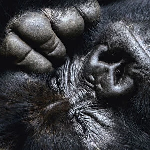 Close up of a silverback Mountain gorilla (Gorilla beringei beringei) face with eyes closed, and hand / fingers, Virunga National Park, Democratic Republic of Congo