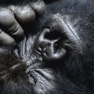 Ritratto ravvicinato del viso di un maschio adulto di scimmia gorilla delle montagne (Gorilla beringei beringei) con gli occhi chiusi, e mano/dita, Parco Nazionale dei Virunga, Repubblica Democratica del Congo. Ritratto ravvicinato del viso di un maschio adulto di scimmia gorilla delle montagne (Gorilla beringei beringei) con gli occhi chiusi, e mano/dita, Parco Nazionale dei Virunga, Repubblica Democratica del Congo.