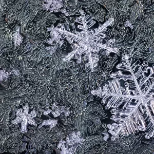 Close up of snowflakes surrounded by frost on a car window early in the morning
