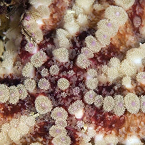 Close up of Spiny starfish (Marthasterias glacialis) Moere coastline, Norway, February