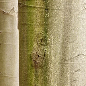 Close up of tree trunks on Stribrne Steny (459m) Hrensko, Ceske Svycarsko / Bohemian