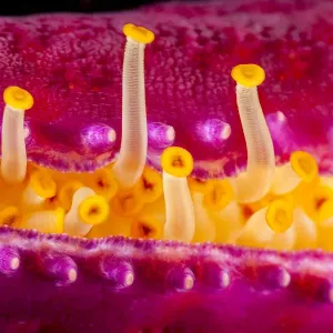 Close up of the tube feet of a Purple velvet seastar (Leiaster leachi), extending from the protective crevice in one of its arms, Maui, Hawaii, Pacific Ocean Close up of the tube feet of a Purple velvet seastar (Leiaster leachi), extending from the protective crevice in one of its arms, Maui, Hawaii, Pacific Ocean