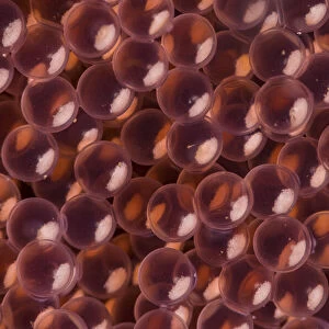 Close-up abstract of the eggs of kelp greenling fish (Hexagrammos decagrammus
