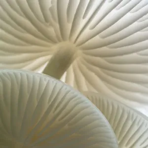 Close-up Print of Backlit Porcelain Fungus Showing Gills Close-up Print of Backlit Porcelain Fungus Showing Gills