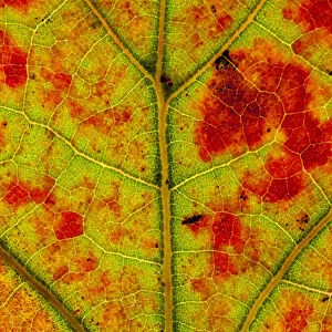 Close-up of Blackjack oak (Quercus marilandica) leaf close up changing colour, Pinelands Reserve