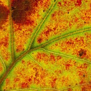 Close-up of Blackjack oak (Quercus marilandica) leaf close up changing colour, Pinelands Reserve