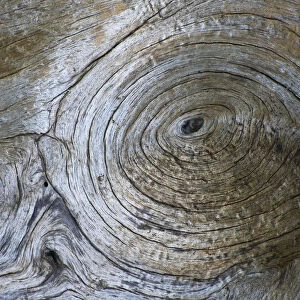 Close-up of Bosnian pine (Pinus leucodermis) bark, Pollino National Park, Basilicata