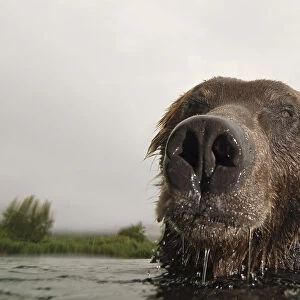 Close-up of Brown bear (Ursus arctos) in lake, Kamchatka, Far east Russia, August