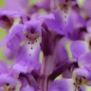 Close-up of Early purple orchid (Orchis mascula) in flower, Gamlingay Wood, Cambridgeshire