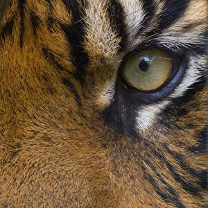 Close-up of an eye of a Sumatran tiger (Panthera tigris sumatrae), captive, occurs in Sumatra