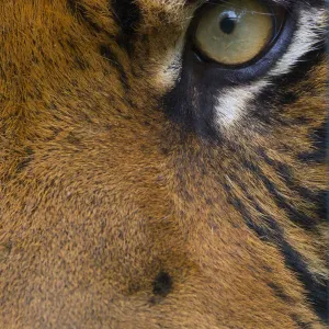 Sumatran Tiger Eye Print Sumatran Tiger Eye Print