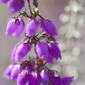 Close-up of flowering Bell Heather (Erica cinerea), Caesars Camp, Fleet, Hampshire