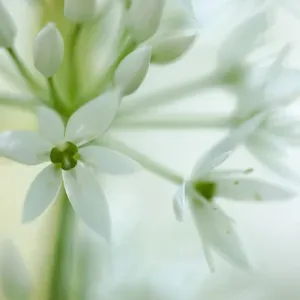Close-up of flowers of Wild Garlic / Ramsons (Allium ursinum). Peak District National Park Close-up of flowers of Wild Garlic / Ramsons (Allium ursinum). Peak District National Park