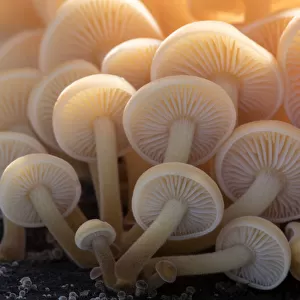 Close-up of the gills of a group of small mushrooms (unidentified) north Cornwall, UK