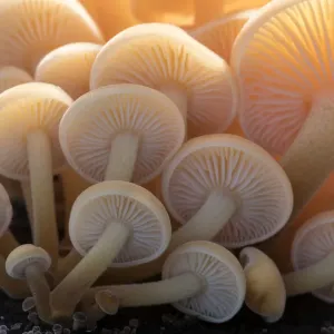 Print of Close-up Gills of Small Unidentified Mushrooms Print of Close-up Gills of Small Unidentified Mushrooms