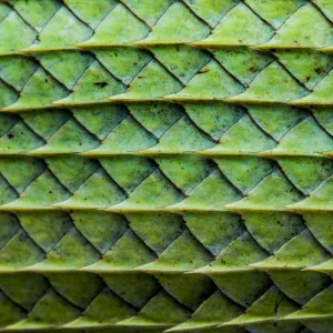 Close-up of the Green garden lizard (Calotes calotes) scales on the abdomen. Captive