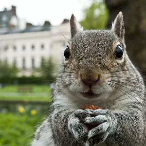 Close-up of Grey squirrel (Sciurus carolinensis) holding a nut, feeding in Regents Park