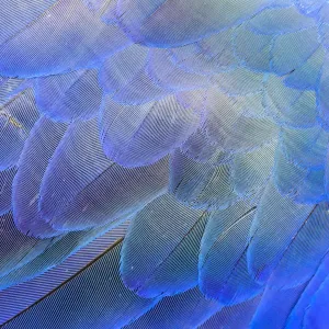 Close-up Print of Hyacinth Macaw Feathers Close-up Print of Hyacinth Macaw Feathers