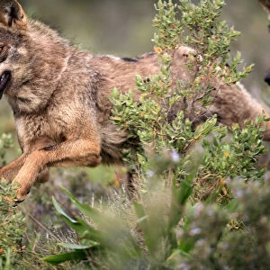 Close-up of Iberian wolves {Canis lupus sygnatus} running, captive, Lobo Park, Antequera