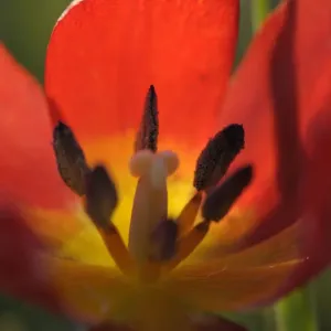 Close-up inside Wild tulip (Tulipa schrenkii) Rostovsky Nature Reserve, Rostov Region Close-up inside Wild tulip (Tulipa schrenkii) Rostovsky Nature Reserve, Rostov Region