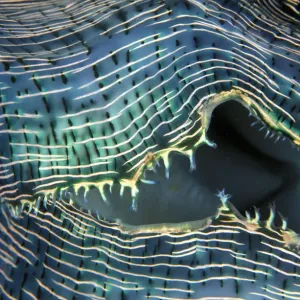 Vue rapprochée des lèvres du calamar géant (Tridacna gigas), Palau, Micronésie. Vue rapprochée des lèvres du calamar géant (Tridacna gigas), Palau, Micronésie.