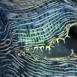 Close-up up of lips of giant clam (Tridacna gigas), Palau, Micronesia